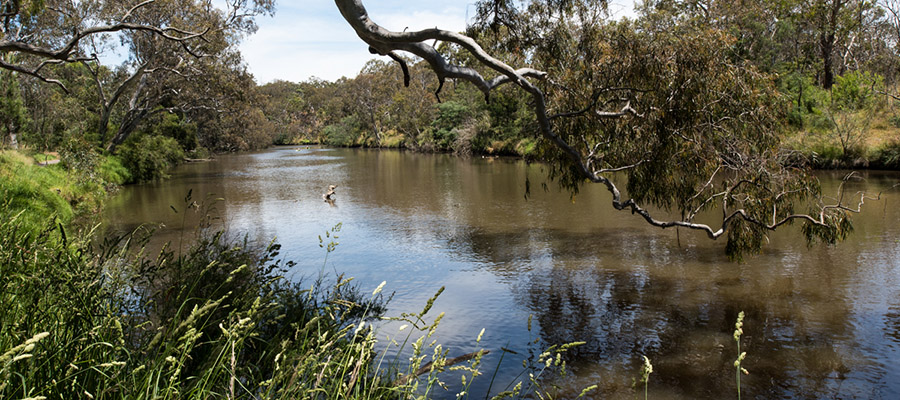 Picture of Yarra river with tree in foreground