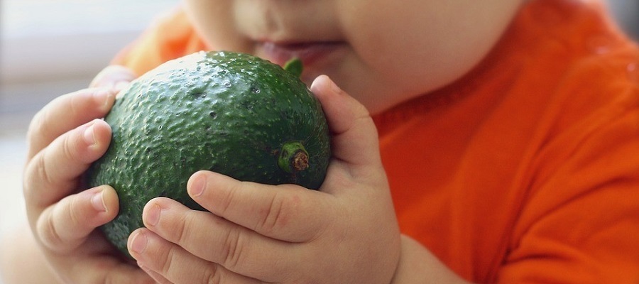 Baby eating an avocado