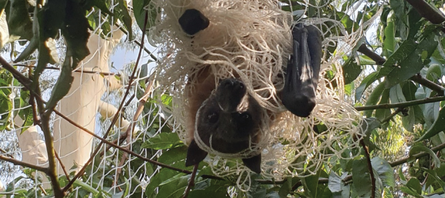 Flying fox stuck in fruit tree netting