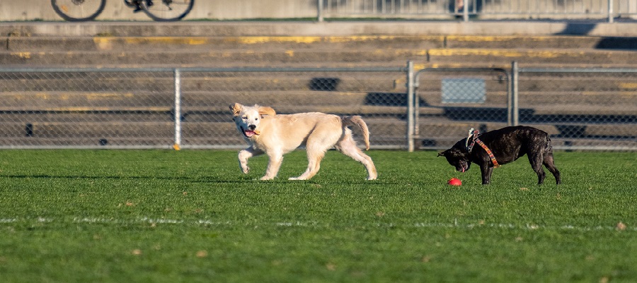 A golden retriever and a pug playing in th park