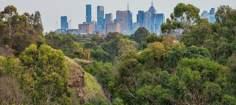 View of the Melbourne city skyline with a foreground of the trees in Yarra Bend Park