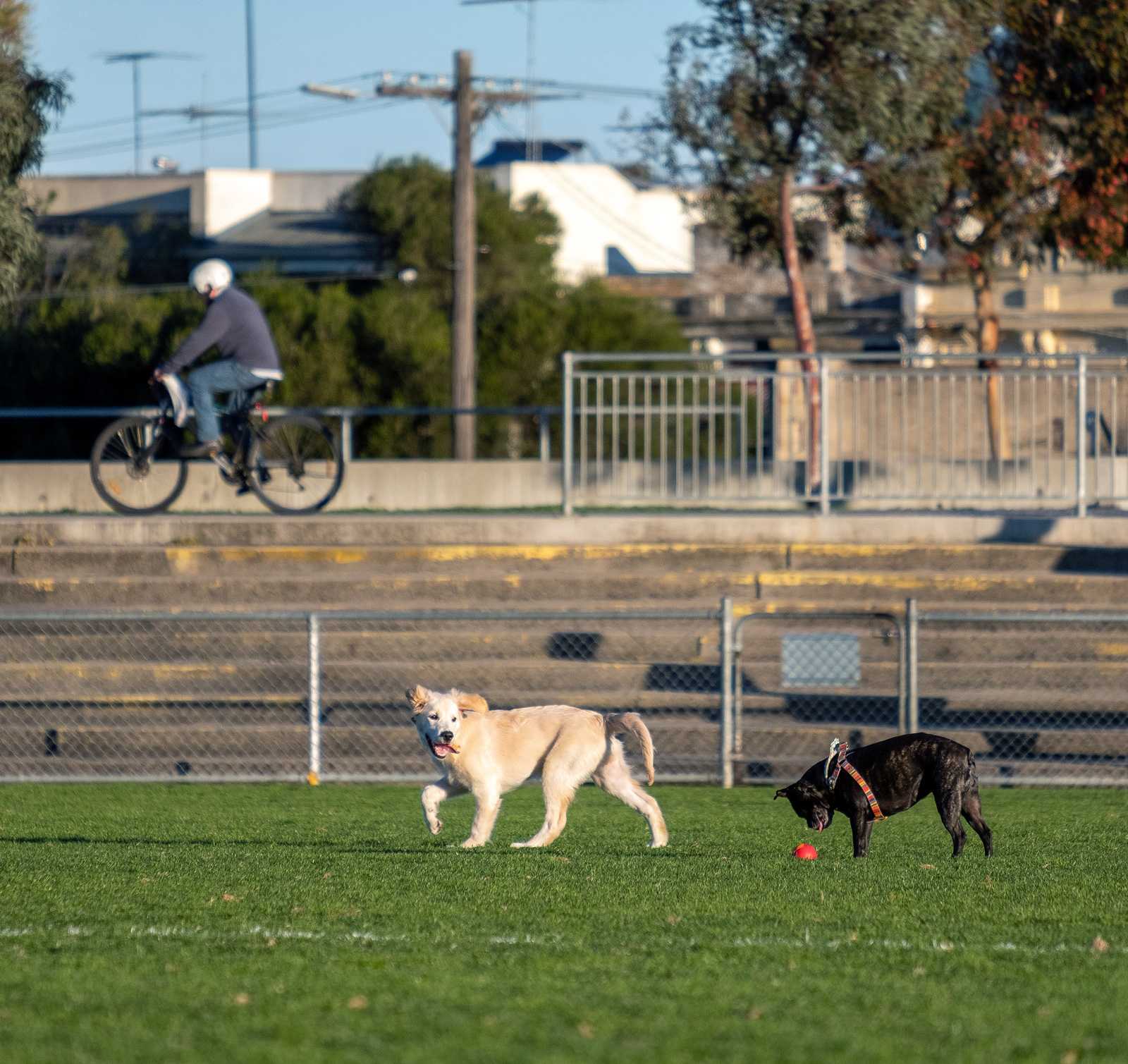 Photo of two dogs playing with a ball in foreground with a bike rider in the background