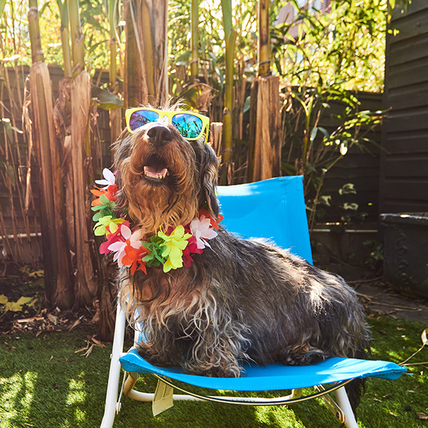 A wire-haired dachshund dog basks in the sun while sitting in a camp chair in the outdoors. It is wearing sunglasses and a Hawaiian lei.