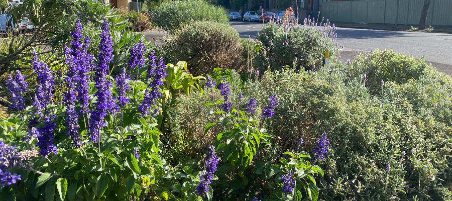 A close up of a street garden on McKean Street in Fitzroy North with lavender in the foreground.