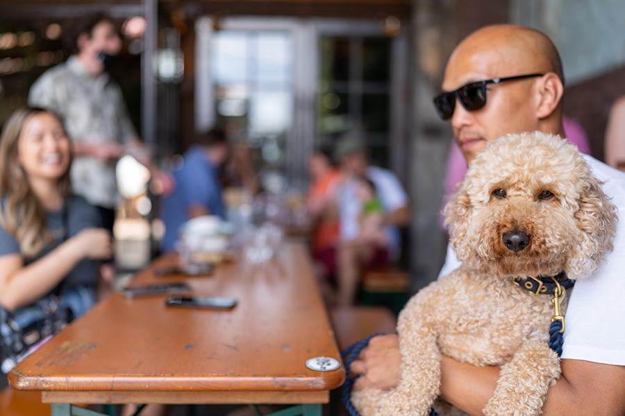 Dog being cuddled by owner at outside dining table