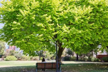 woman sitting on park bench underneath a tree