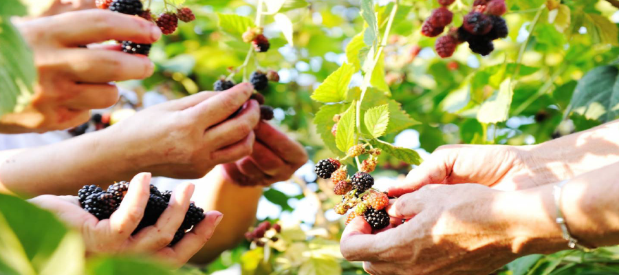 Pairs of hands picking berries