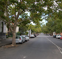 trees street