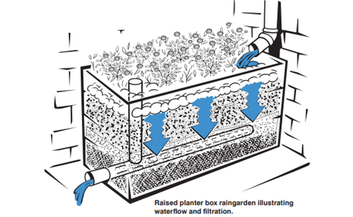 Cartoon of waterflow and filtration from raised planter box raingarden