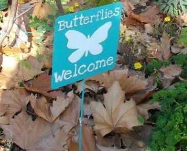 butterflies at Alphington Community centre