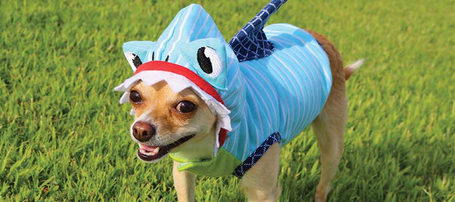 Dog in a shark costume