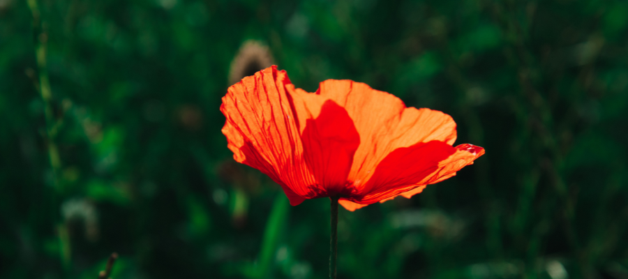 Anzac Day public holiday opening hours and timetable | News, Yarra City